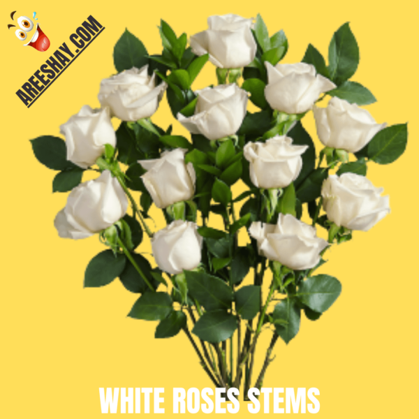 WHITE ROSES STEMS