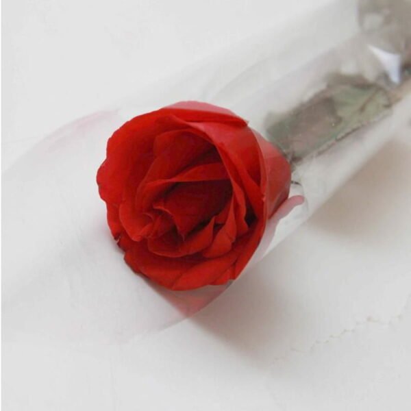 Single Red Flower | Fresh Flowers